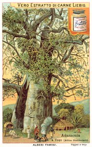 Adansonia tree in Togo (chromolitho) de European School