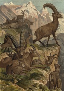 Alpensteinbock de European School