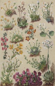 Flora alpina (chromolitho) de European School