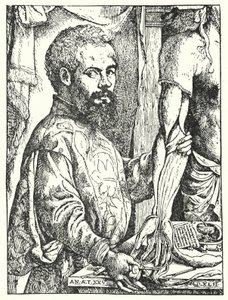 Andreas Vesalius (gravura) de European School