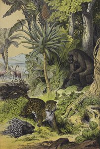 Animais e plantas da Guiné Equatorial (cor litho) de European School