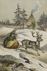 Animais e plantas da Lapónia (cor litho) de European School