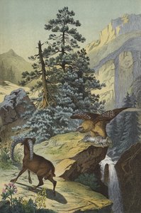 Animais e plantas dos Alpes (cor litho) de European School