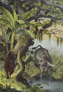 Animais e plantas das ilhas do sul da Ásia (cor litho) de European School