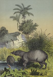 Animais e plantas das ilhas do sul da Ásia (cor litho) de European School