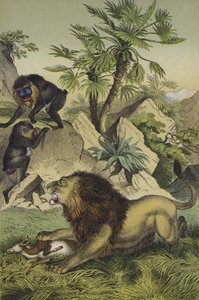 Animais e plantas das florestas de montanha da África Ocidental costeira (cor litho) de European School