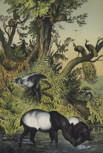 Animais de Malaca e Sumatra (litografia a cores) de European School