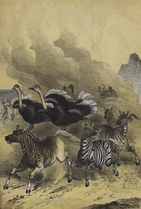 Animais da África Austral (cor litho) de European School