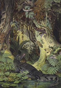 Animais das selvas amazônicas do Brasil (cor litho) de European School