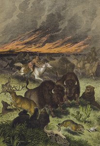 Animais das pradarias da América do Norte (cor litho) de European School