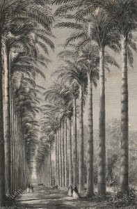 Avenida das Palmeiras no Jardim Botânico do Rio-De-Janeiro (gravura) de European School