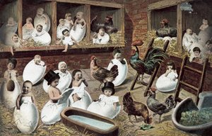 Bebés a eclodir de ovos num galinheiro (litografia a cores) de European School