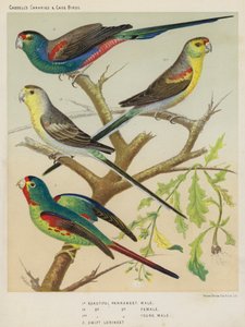 Bela periquita, macho, fêmea, jovem macho, Lorikeet veloz (litografia a cores) de European School