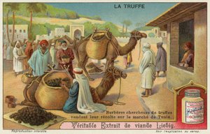 Berberes inspecionam as trufas para venda no mercado em Tunis de European School
