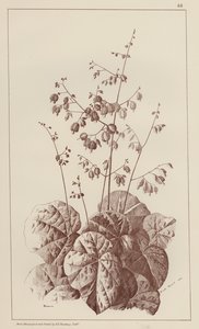 Bigonia (membros) de European School