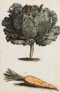 Couve e cenoura (litografia a cores) de European School