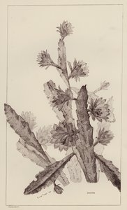 Cacto (litho) de European School