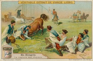 Capturando um cavalo de European School
