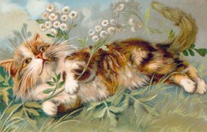 Postal de gato (litografia a cores) de European School
