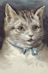 Gato com coleira azul (cromolitho) de European School