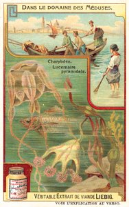 Charybdis e Pyramidal Lucernia (cromolitho) de European School