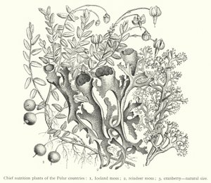 Principais plantas de nutrição dos países polares (gravura) de European School