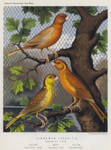 Canárias De Canela, Tipo De Norwich, Amarelo, Fed Ordinária, Amarelo, Cayenne Fed, Cayenne Fed, Yellow de European School
