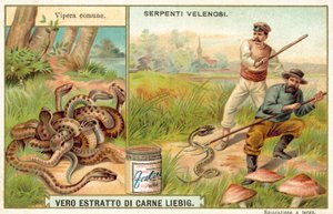 Víbora comum (chromolitho) de European School