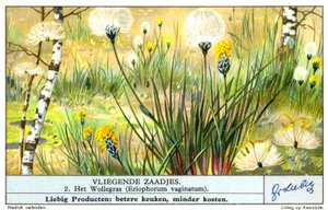 Erva-de-algodão (Eriophorum vaginatum) (cromólito) de European School