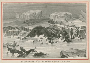 Descoberta de um mamute lanoso sob o gelo de European School