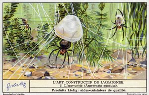 Aranha-de-sino (Argyroneta aquatica) (cromolito) de European School