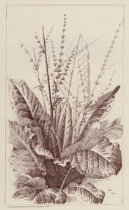 Doca, Rumex (litografia) de European School