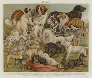 Cães (litografia a cores) de European School