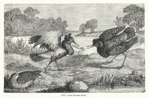 Duelo entre Ruffs (gravura) de European School