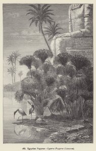 Papiro egípcio, Cyperus Papyrus, Linnaeus (gravura) de European School