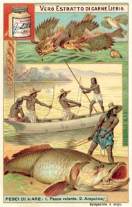 Peixe voador e arapaima (chromolitho) de European School