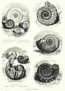 Fósseis de amonites e nautilus (litho) de European School