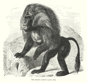 Babuíno de Gelada (gravura) de European School