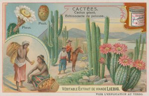 Cactus gigante com flores e frutas de European School