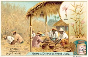 Gengibre (chromolitho) de European School