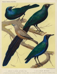 Estorninho lustroso verde, Mynah de Malabar, Estorninho lustroso de cabeça roxa, Estorninho lustroso de cauda longa (litografia a cores) de European School