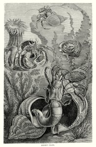 Caranguejos eremitas (gravura) de European School