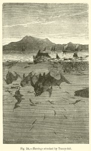 Herrings atacados por Tunny-fish (gravura) de European School
