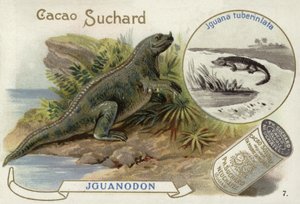 Iguanadon e Iguana Tuberinlata de European School