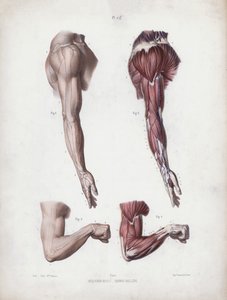 Ilustração para A Anatomia das Formas Externas do Homem: Braço e mãos masculinas (cor litho) de European School