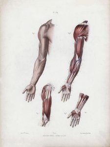 Ilustração para A Anatomia das Formas Externas do Homem: Braço e mãos masculinas (cor litho) de European School