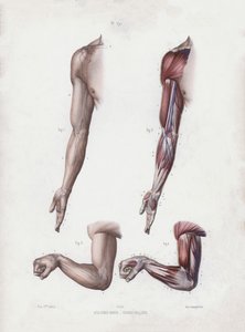Ilustração para A Anatomia das Formas Externas do Homem: Braço e mãos masculinas (cor litho) de European School