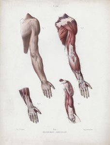 Ilustração para a anatomia das formas externas do homem: braços e mãos masculinos de European School