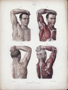 Ilustração para a anatomia das formas externas do homem: masculino, braço, cabeça e tronco de European School