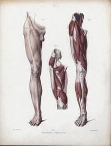 Ilustração para A Anatomia das Formas Externas do Homem: Perna masculina, vista frontal (cor litho) de European School